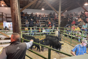 A look inside the community feeder calf auction in West Branch