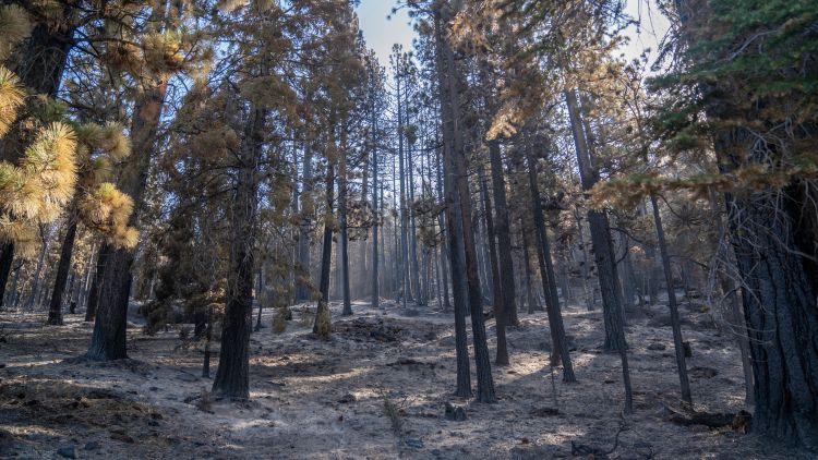 Forest management by the USDA Forest Service.