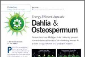 Energy-efficient annuals 9: Dahlia & osteospermum