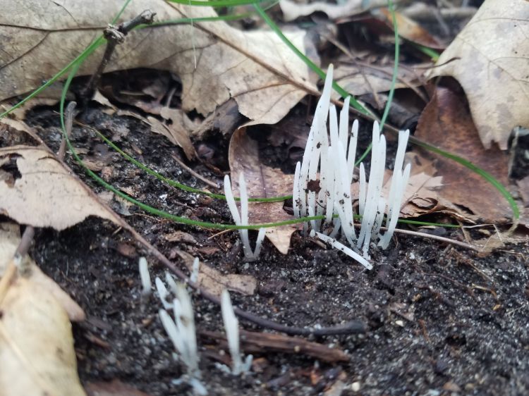 Clavaria fragilis growing in a cluster within its natural habitat.