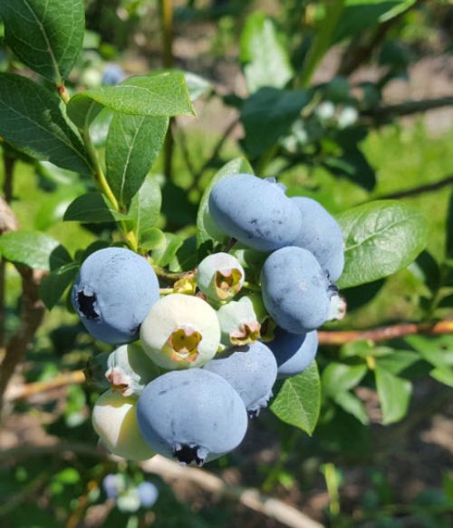 Blueberry harvest is moving rapidly in the heat. These Bluecrop berries are ready to eat.