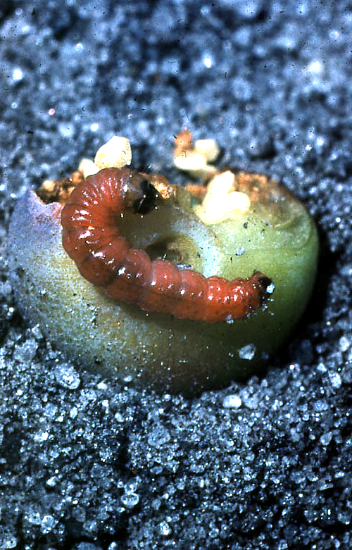 Larva eventually becomes pink-tinted with a brownish-tan head.
