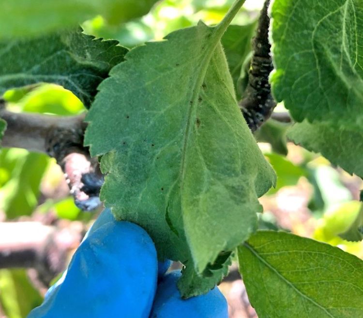 European red mites on apple