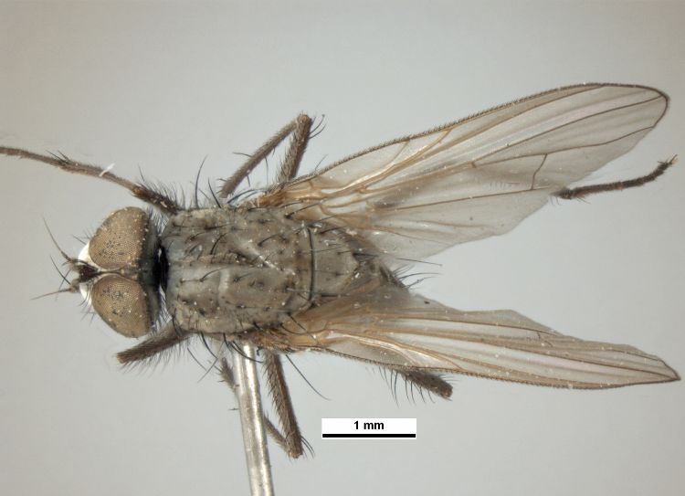 Adult seedcorn maggots are roughly the size and appearance of houseflies and can be seen flying over newly turned soil in the spring. Photo credit:  Pest and Diseases Image Library, Bugwood.org
