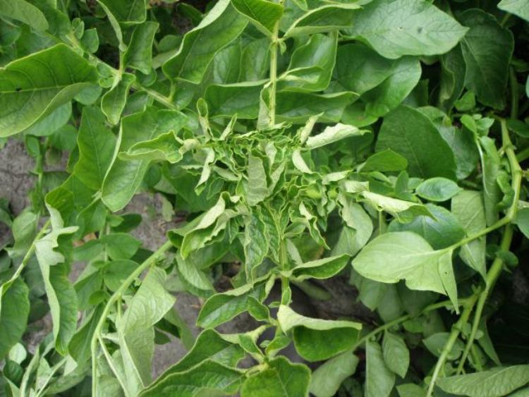 Potato leafroll virus causes stunted plants and upward rolling of leaves. Image courtesy of USDA.