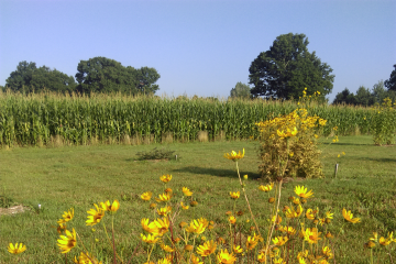 Sand coreopsis