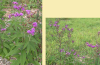 Missour ironweed