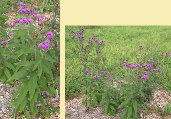 Ironweed, Missouri ironweed