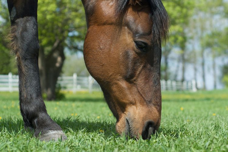 Some horses may be at risk for laminitis when grazing pasture (http://www.flickr.com/photos/pmarkham/)