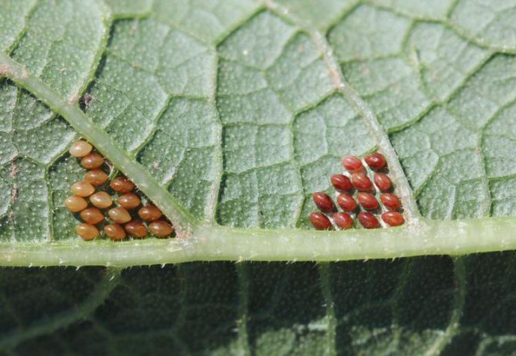 Two clusters of squash bug eggs