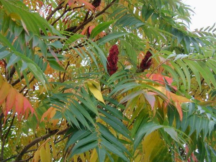 Staghorn sumac during autumn. Photo: Sten Porse, Wikimedia Commons.