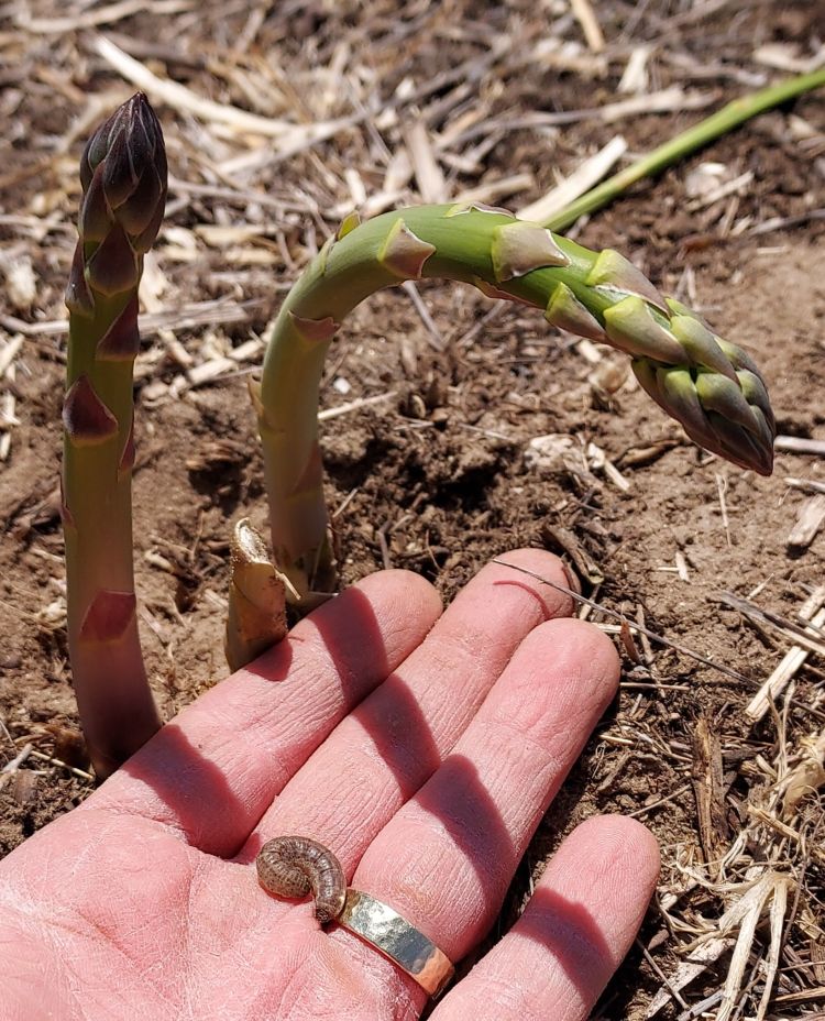A hand holds a cutworm larvae with a crooked asparagus spear growing up from the ground in the background.