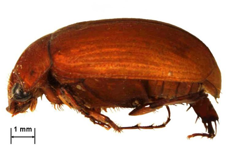 Asiatic garden beetle, Maladera castanea (Arrow). Photo: Purdue University.