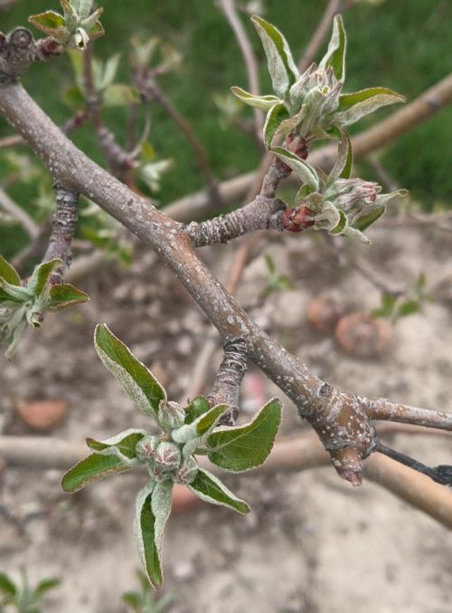 Closeup of apple buds.