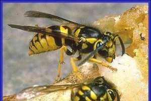 Yellowjackets Plant Pest Diagnostics