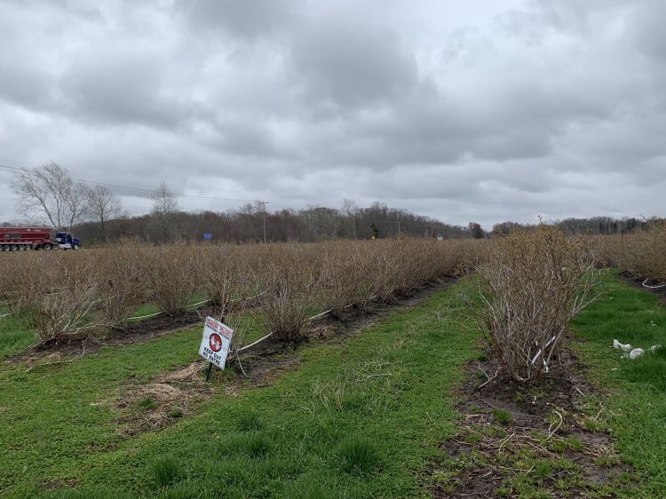 Blueberry field on a cloudy day.