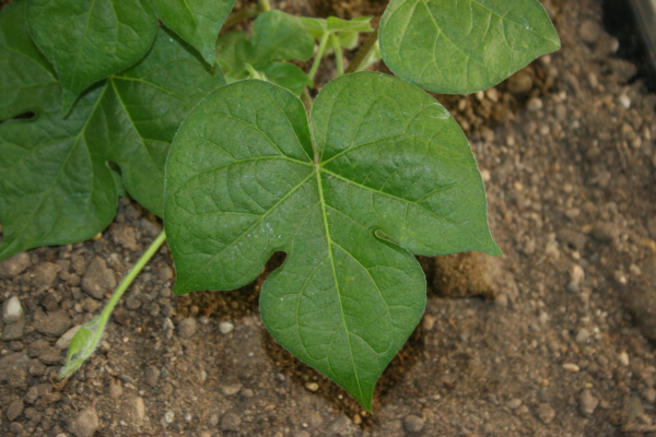 ivyleaf morningglory plant