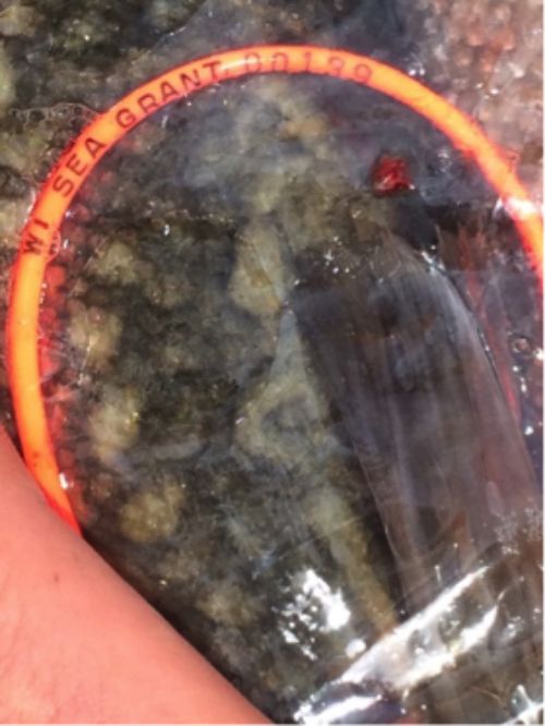 This is a loop tag recovered from a lake trout caught by Reel Action Fishing Charters near Holland, Mich. Photo: Capt. Tom Manthei