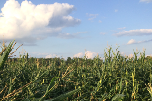 Southwest Michigan field crops update – Aug. 19, 2021