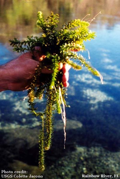 A hand holds a fistful of the non-native hydrilla plant over water.