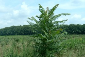 Tree-of-heaven – Ailanthus altissima