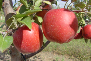 Southwest Michigan apple maturity report – Oct. 13, 2021