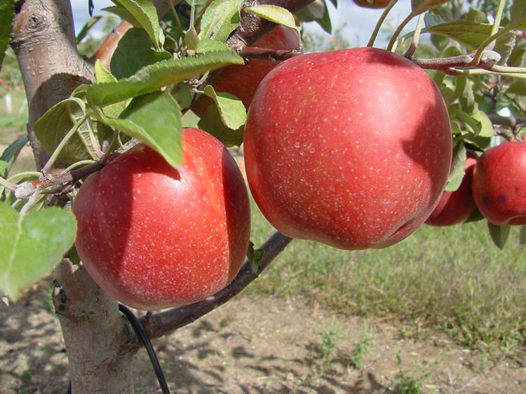 Red apples in a tree.