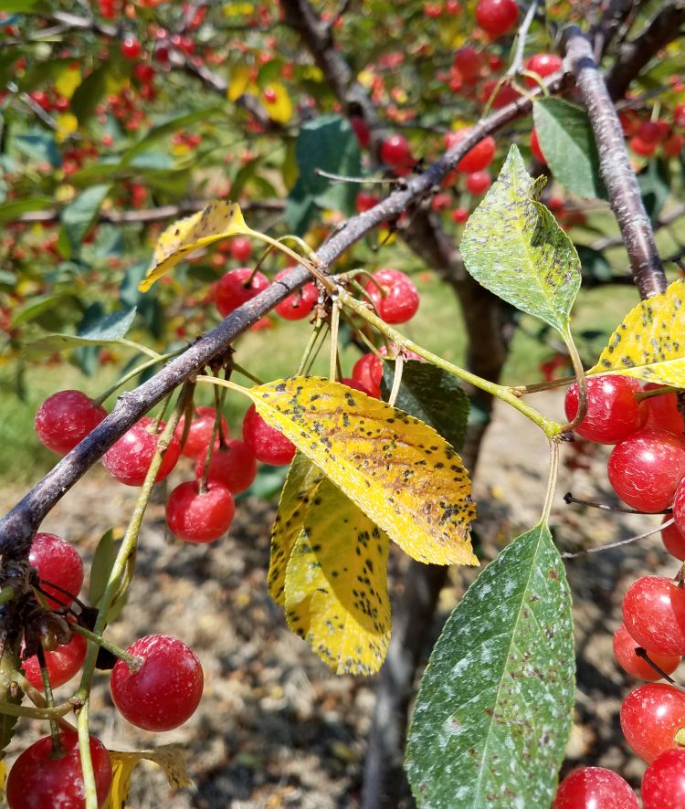 Defoliation caused by cherry leaf spot. All photos by Dave Jones, MSU Extension.