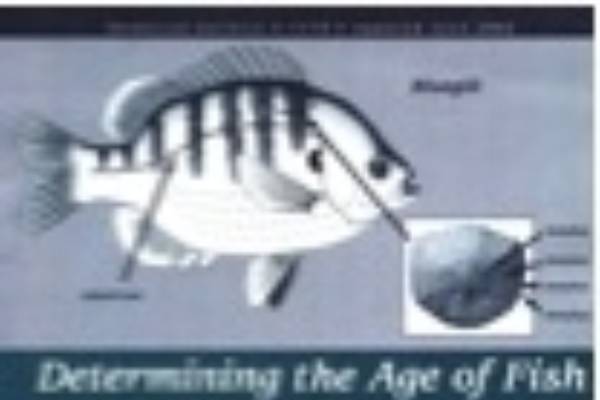 Determining the Age of Fish - MSU Extension