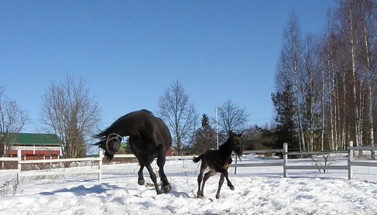 Horses playing in the Snow.