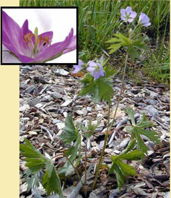 Wild geranium