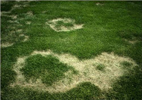 Necrotic Ring Spot Turf