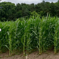 Corn Planting Date Study