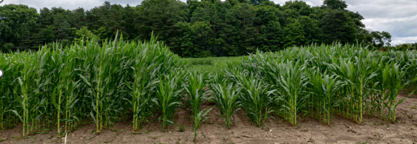 Corn Planting Date Study