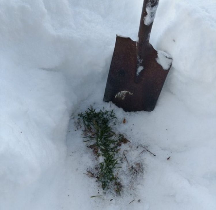 Winter wheat bedded in a thick layer of snow next to shovel