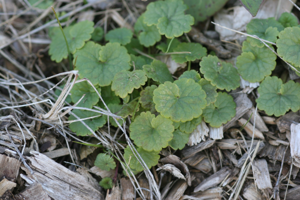 ground ivy plant