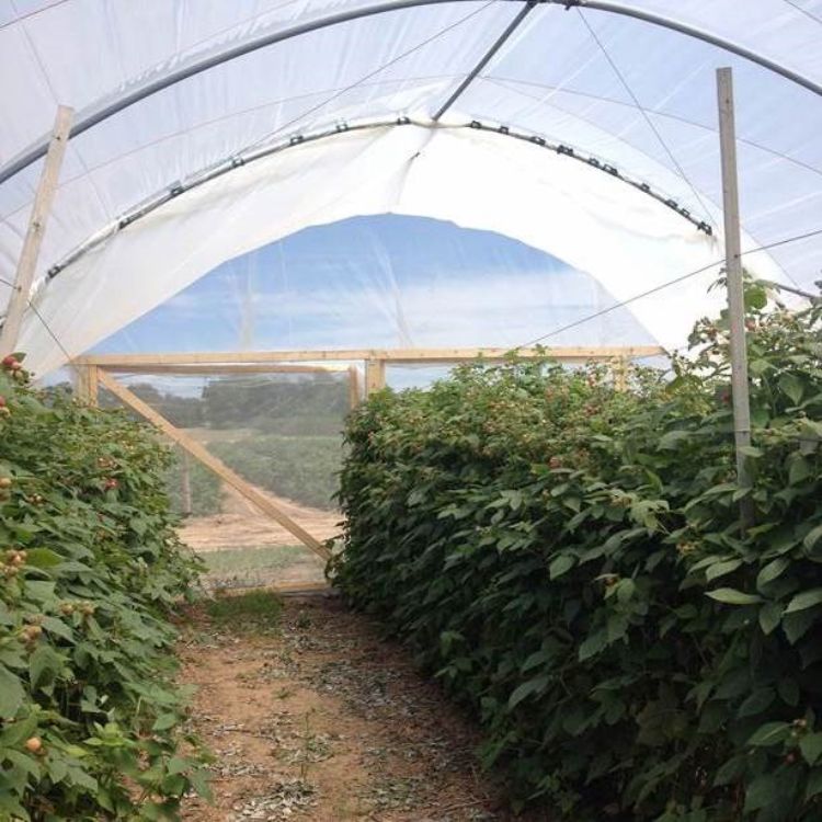 Example of netting used to enclose the ends of a hoop house