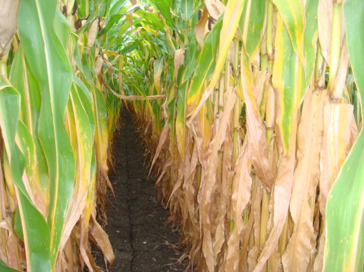 Photo 2. Early firing corn.