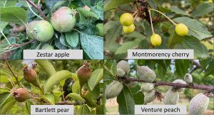 West central Michigan tree fruit update – June 14, 2022