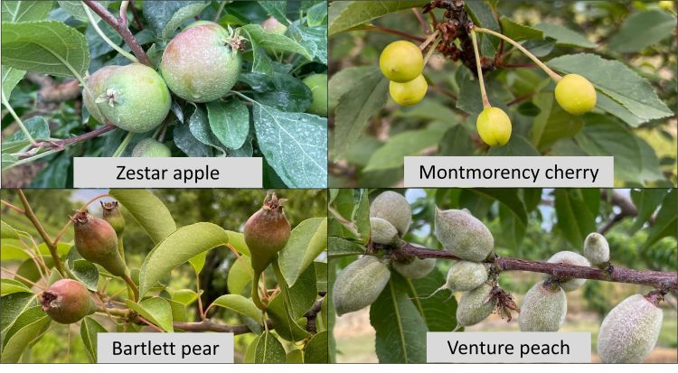 Apple, peach, cherry and pear branches.