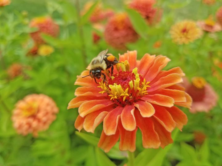 Pollinator Health Meetings To Be Held In Traverse City