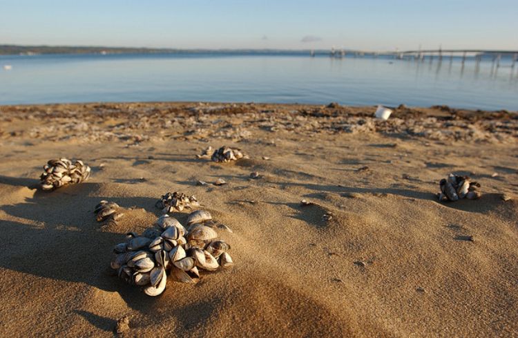 Zebra mussels on a beach. Dave Brenner | Michigan Sea Grant