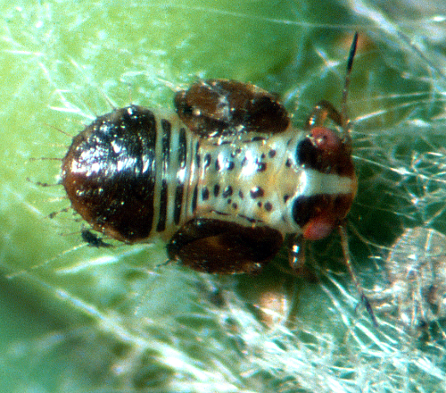  Larger â€œhard shellâ€ nymphs are darker with black, green and brown coloration. 