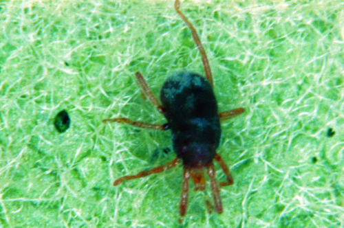 <i>Balaustium</i>: Adult is a large, bright red mite shaped like a tick with a dense, velvet covering of dorsal setae. 