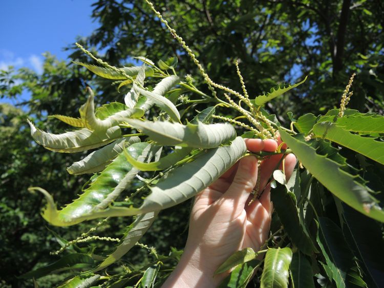 Symptoms of potato leafhopper feeding damage on chestnut.