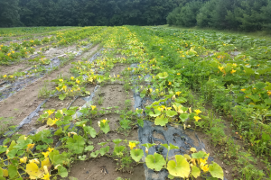 Michigan vegetable crop report – July 14, 2021