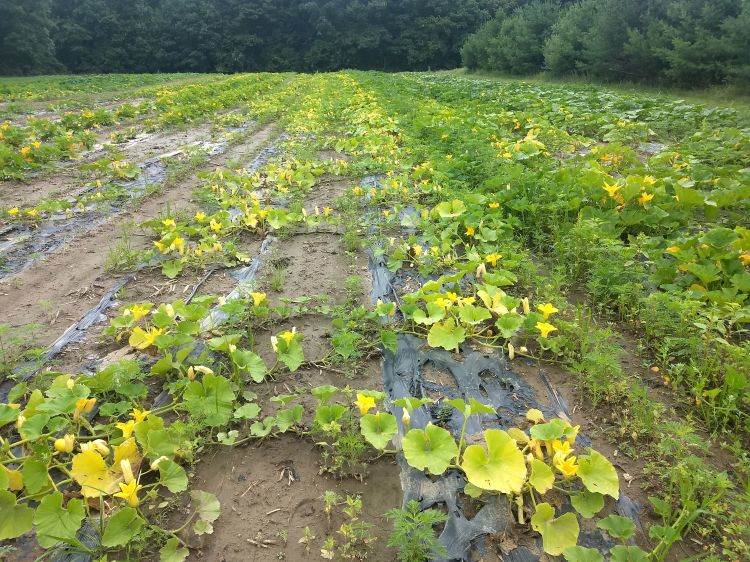 Squash field.