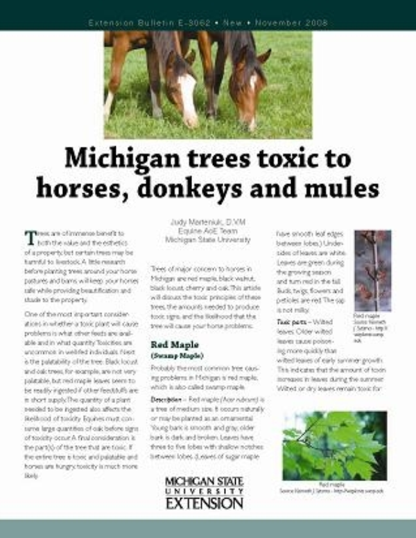 are maple trees toxic to dogs
