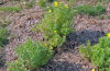 Shrubby cinquefoil