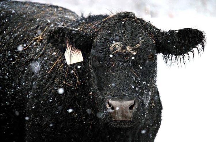 A black down covered in snow.